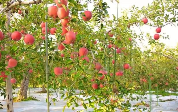 阿克苏冰糖心苹果生长期达到多少天？