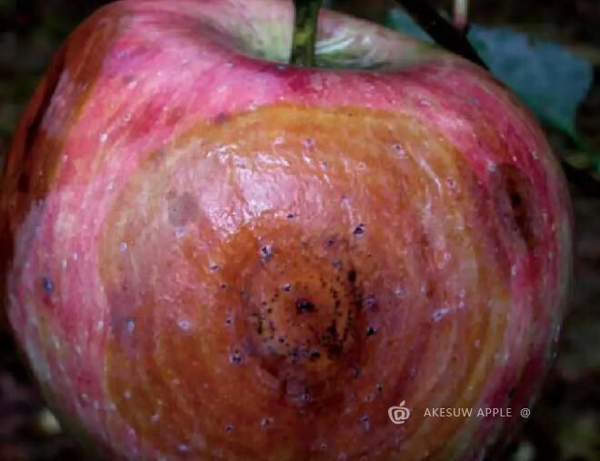 苹果果肉腐烂是怎么回事？如何防治？