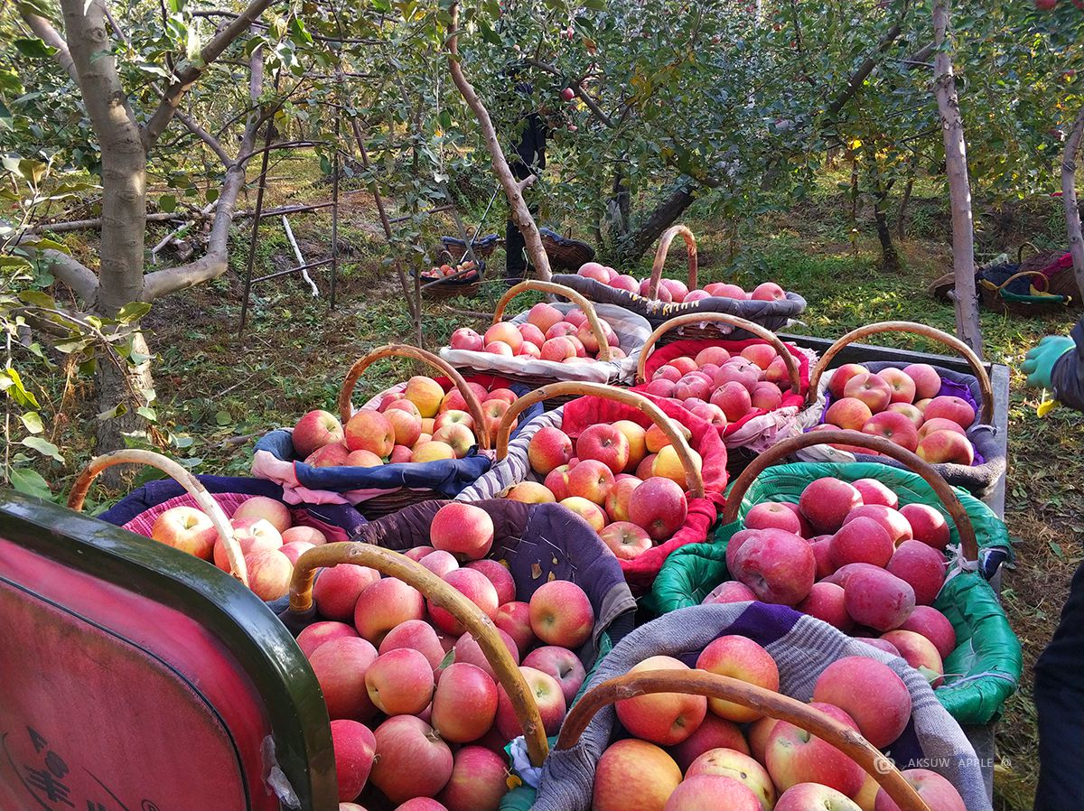 苹果园在阴天高清摄影大图-千库网