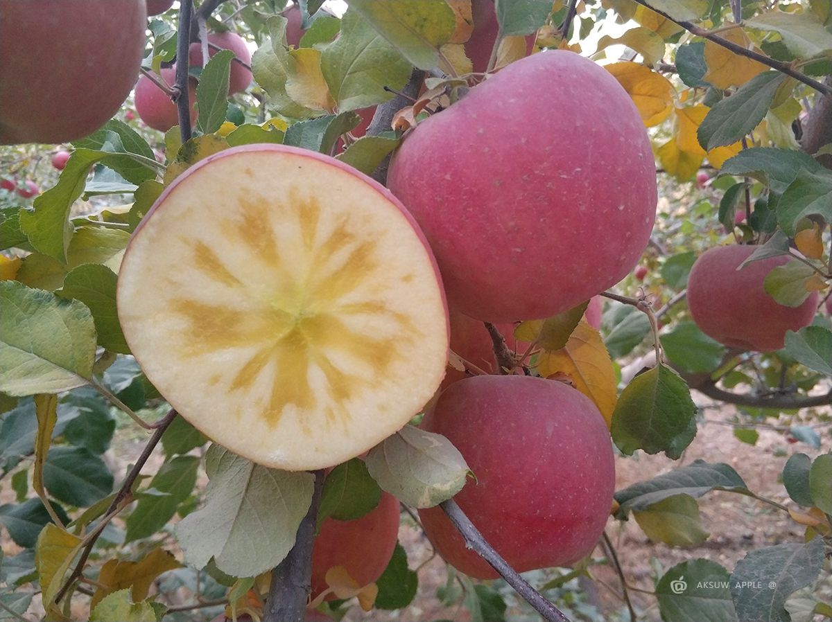 【阿克苏冰糖心苹果】被称为新疆的;水果皇后产地直销 - 阿里巴巴商友圈